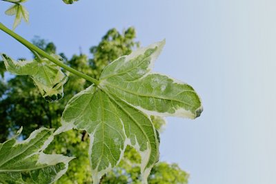 Liquidambar stiracifula 'Silver King' - ambroň západní - jarní list rub